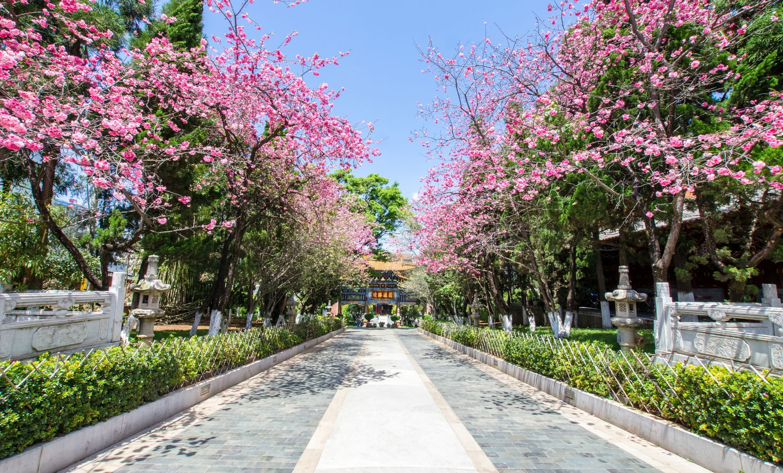 ทัวร์จีน คุนหมิง ถ่านเตี้ยน ชมดอกซากุระที่เขาหยวนทง ภูเขาหิมะเจี้ยวจื่อ เขื่อนไห่เกิง สวนน้ำตกคุนหมิง